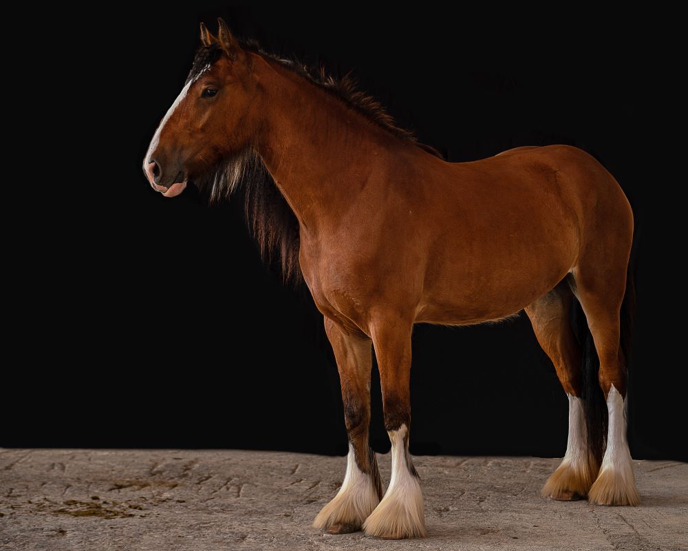 Shire Horse Stute Zoey